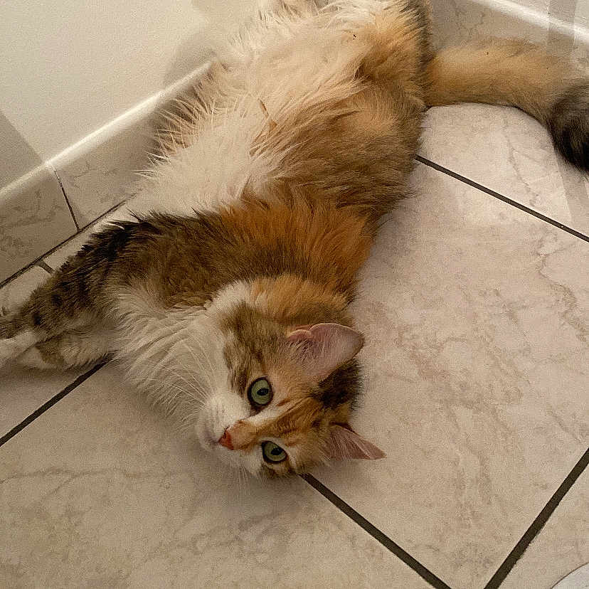 Nala a rejoint le concours — aidez-le/la à gagner de superbes lots ! animal, cat, corner, curious, cute, domestic, fluffy, fur, green_eyes, indoor, looking_up, multi_colored, paws, pet, relaxed, resting, sprawled, tail, tile_floor, whiskers