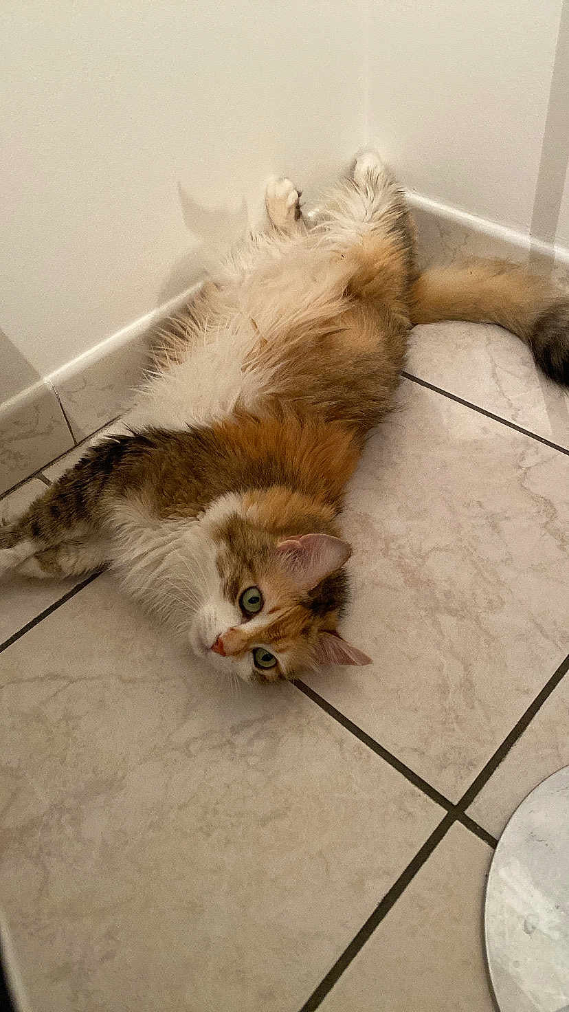 Nala a rejoint le concours — aidez-le/la à gagner de superbes lots ! cat, fluffy, tile_floor, corner, relaxed, sprawled, green_eyes, multi_colored, indoor, pet, fur, cute, animal, whiskers, paws, tail, curious, looking_up, resting, domestic