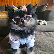 Jane is registered to the contest to win money with this photo: dog, glasses, clothing, cute, pet, indoor, couch, fur, small_dog, fashion, accessories, pink, bow, animal, portrait, sitting, cozy, living_room, furniture, decor