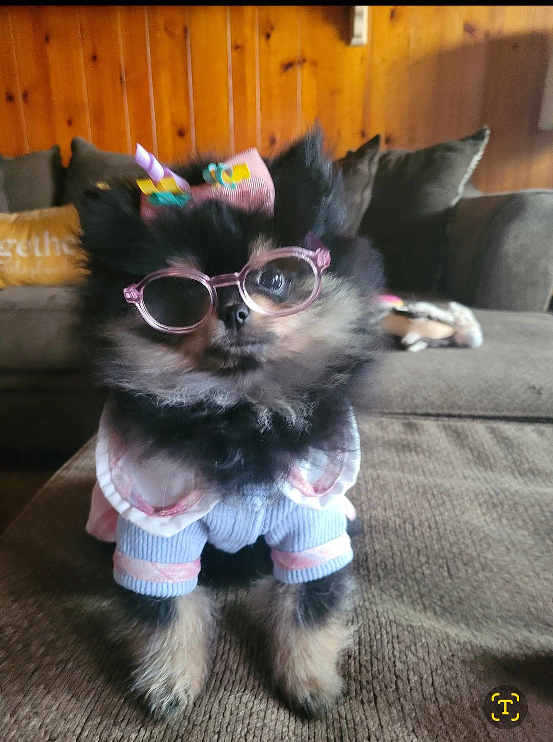 Jane is registered to the contest to win money with this photo: dog, glasses, clothing, cute, pet, indoor, couch, fur, small_dog, fashion, accessories, pink, bow, animal, portrait, sitting, cozy, living_room, furniture, decor