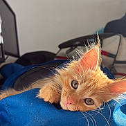 Spooky joined the competition — help win amazing prizes! backpack, blue_bag, cat, closeup, cute, ears, feline, fur, ginger_cat, indoor, kitten, nose, orange_tabby, paw, pet, portrait, relaxed, sunlight, table, whiskers