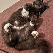 Chaussette participe au concours pour gagner de l'argent avec cette photo : cat, sleeping, gray_cat, white_paws, fluffy, pet, indoor, blanket, cozy, relaxed, fur, whiskers, tail, cute, animal, mammal, resting, paw_pads, domestic_cat, soft