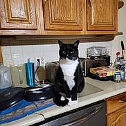 Tuc is registered to the contest to win money with this photo: cat, tuxedo_cat, kitchen, countertop, appliances, toaster, dishwasher, cabinet, dish_towel, plates, bottle, cup, kitchen_utensils, tile_backsplash, pet, indoor, animal, feline, black_and_white, curious