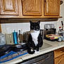 cat, tuxedo_cat, kitchen, countertop, appliances, toaster, dishwasher, cabinet, dish_towel, plates, bottle, cup, kitchen_utensils, tile_backsplash, pet, indoor, animal, feline, black_and_white, curious
