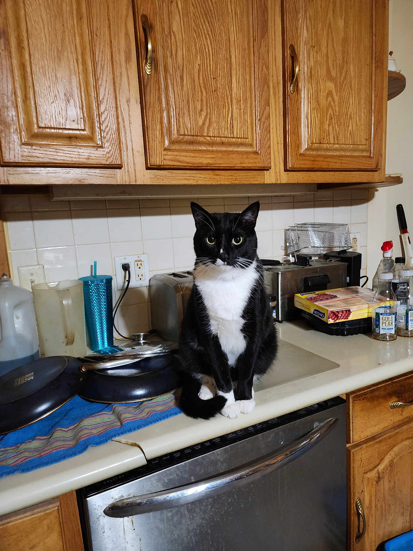 Tuc is registered to the contest to win money with this photo: cat, tuxedo_cat, kitchen, countertop, appliances, toaster, dishwasher, cabinet, dish_towel, plates, bottle, cup, kitchen_utensils, tile_backsplash, pet, indoor, animal, feline, black_and_white, curious