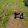 dog, pitbull, mud_puddle, muddy, wet, grass, field, outdoor, rural, leash, standing, greenery, tree, sky, summertime, water, dirt_track, canine, portrait, nature