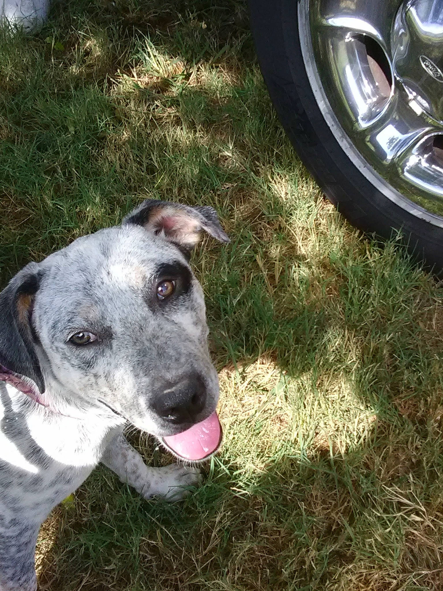 Georgia is registered to the contest to win money with this photo: alloy_wheel, automotive_lighting, automotive_parking_light, automotive_tail_brake_light, automotive_tire, carnivore, collar, dog, dog_breed, fender, grass, hubcap, plant, rim, synthetic_rubber, tire, tread, vehicle, wheel, working_animal