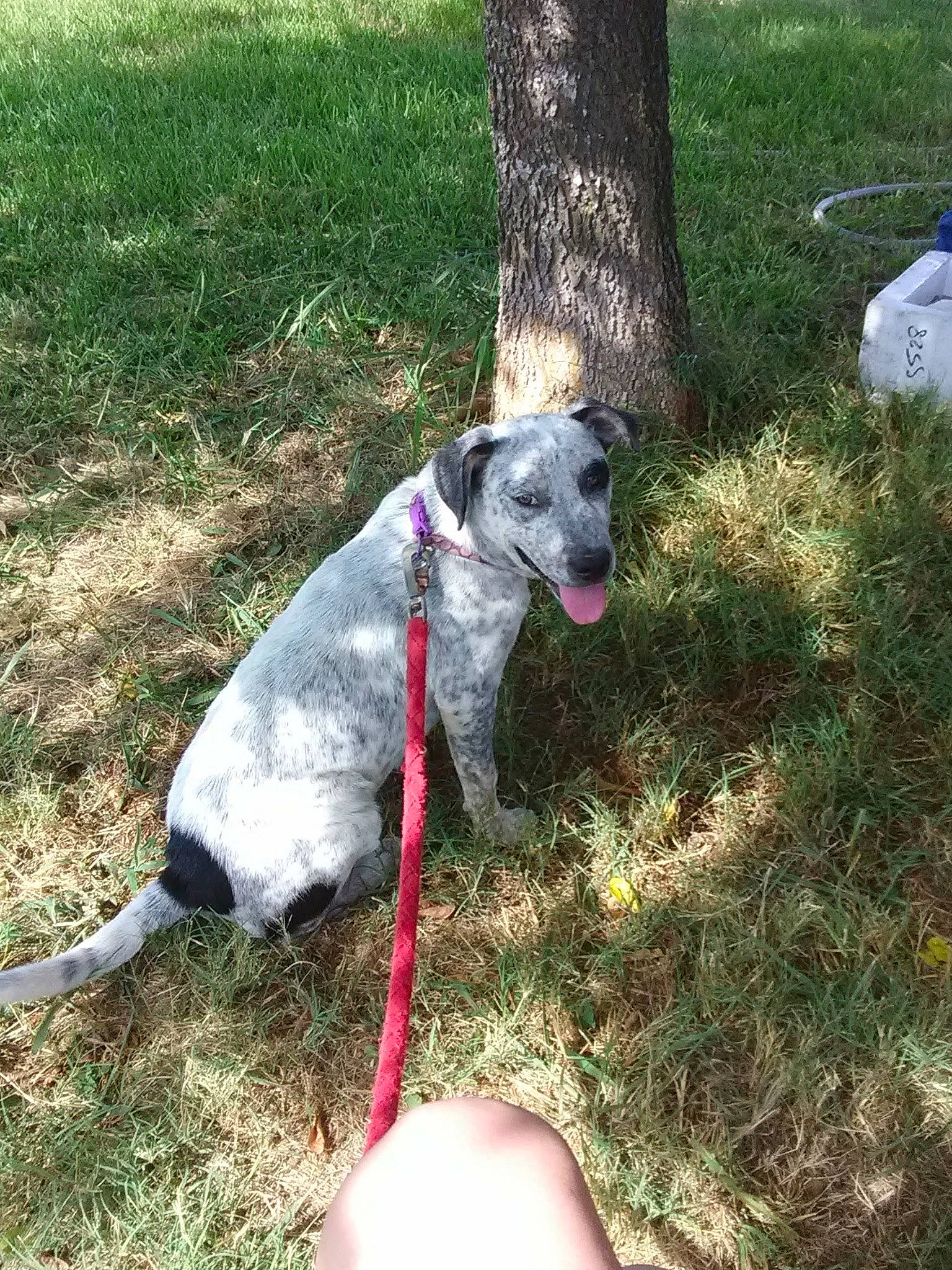 Georgia is registered to the contest to win money with this photo: canidae, carnivore, collar, companion_dog, dog, dog_breed, dog_collar, dog_supply, fawn, grass, magyar_agar, pet_supply, plant, rampur_greyhound, sighthound, sporting_group, tail, tree, trunk, working_animal