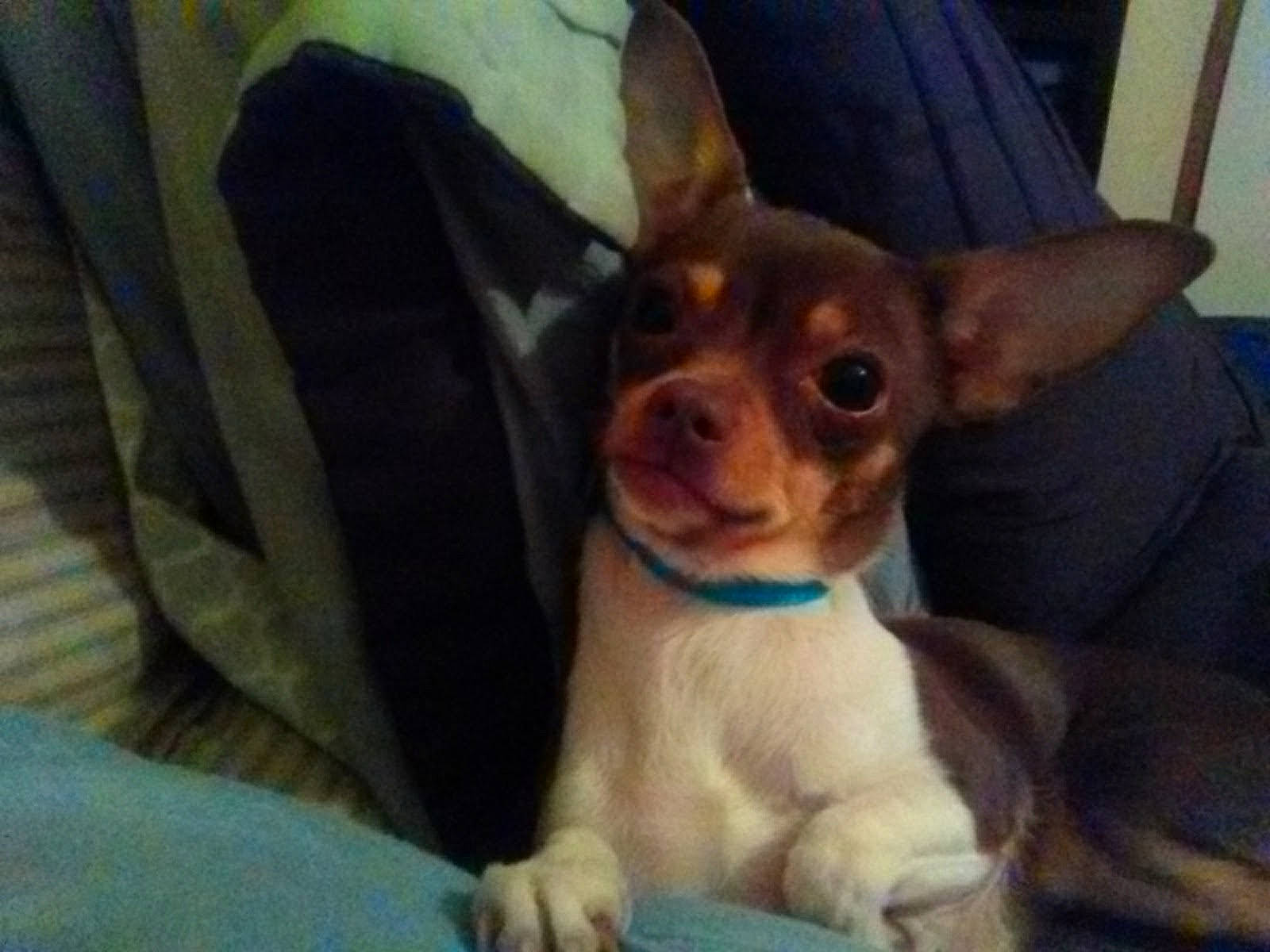 Halo is registered to the contest to win money with this photo: canidae, carnivore, chihuahua, comfort, companion_dog, corgi_chihuahua, dog, dog_breed, ear, eye, fawn, fur, liver, russkiy_toy, snout, sporting_group, terrestrial_animal, toy_dog, whiskers, working_animal