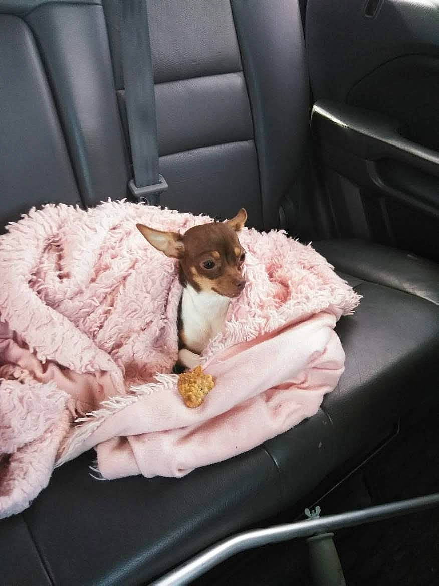 Halo is registered to the contest to win money with this photo: automotive_design, car_seat, car_seat_cover, carnivore, chair, comfort, companion_dog, family_car, fawn, felidae, fur, linens, personal_luxury_car, sitting, small_to_medium_sized_cats, toy_dog, vehicle_door, whiskers, window, windshield