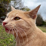 Mr Shrimpy is registered to the contest to win money with this photo: animal, cat, close_up, cloudy_sky, curious, ears, feline, fur, ginger_cat, grass, greenery, mammal, nature, outdoor, pet, profile, tongue, trees, whiskers, wildlife