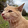 animal, cat, close_up, cloudy_sky, curious, ears, feline, fur, ginger_cat, grass, greenery, mammal, nature, outdoor, pet, profile, tongue, trees, whiskers, wildlife