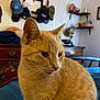 Mr Shrimpy joined the competition — help win amazing prizes! animal, blanket, cat, closeup, cozy, curious, domestic, dresser, fur, furniture, hats, home, indoor, mirror, orange_tabby, pet, room, shelf, sitting, whiskers