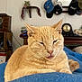 Mr Shrimpy joined the competition — help win amazing prizes! blanket, blue_blanket, cat, clock, close_up, cozy, ears, feline, fur, furniture, hats, home_interior, indoor, nose, orange_cat, pet, resting, sleepy, wall_shelf, whiskers
