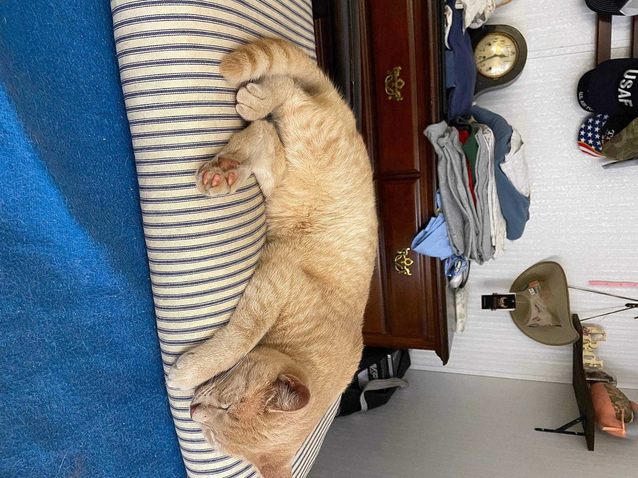 Sirrobie is registered to the contest to win money with this photo: bag, claw, comfort, fawn, felidae, fur, guitar, luggage_and_bags, picture_frame, room, small_to_medium_sized_cats, stuffed_toy, tail, toy, whiskers, window, wood