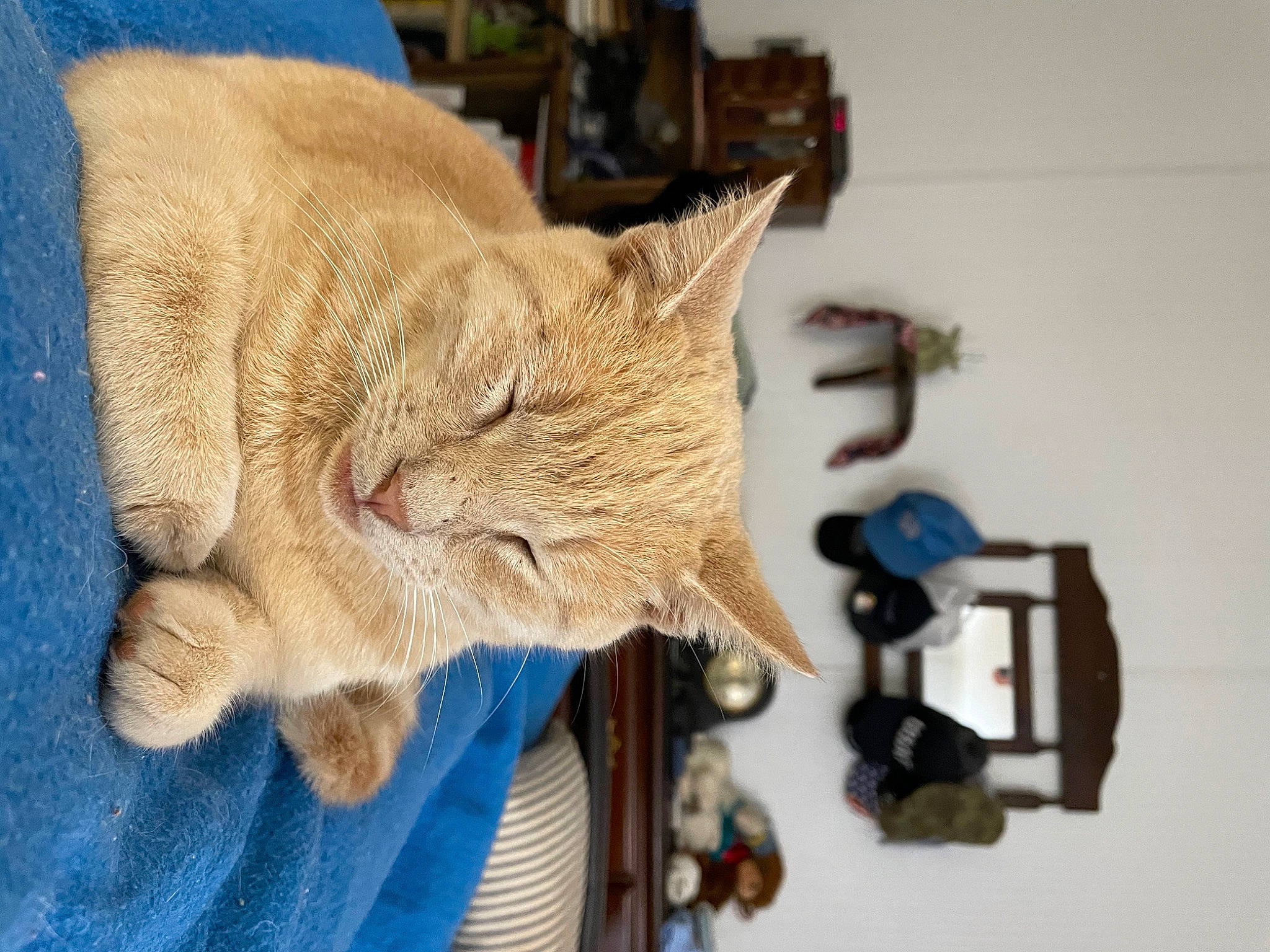 Sirrobie joined the competition — help win amazing prizes! art, canidae, carnivore, cat, claw, domestic_short_haired_cat, fawn, felidae, fur, small_to_medium_sized_cats, snout, tail, terrestrial_animal, whiskers, wood, wool, working_animal