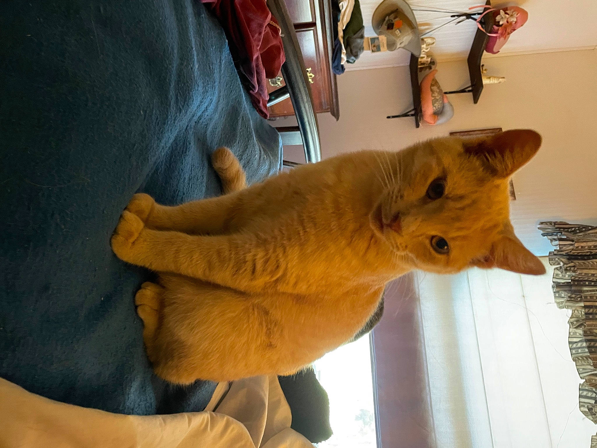 Sirrobie joined the competition — help win amazing prizes! carnivore, cat, claw, comfort, dog_breed, domestic_short_haired_cat, fawn, felidae, flooring, fur, gesture, hardwood, room, small_to_medium_sized_cats, snout, tail, whiskers, window, wood, wrist