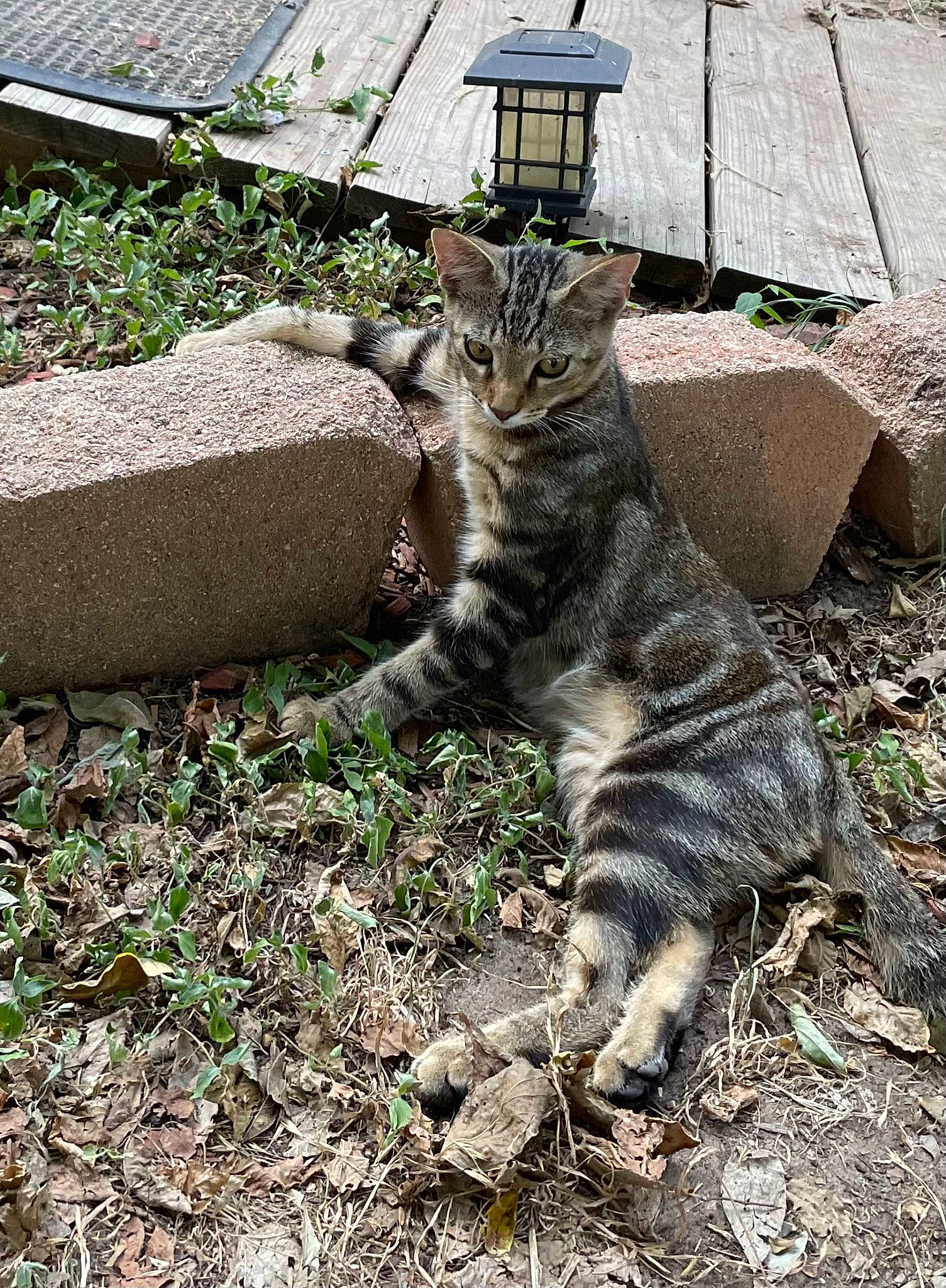 Mr Pearl. Aka Wild Thing