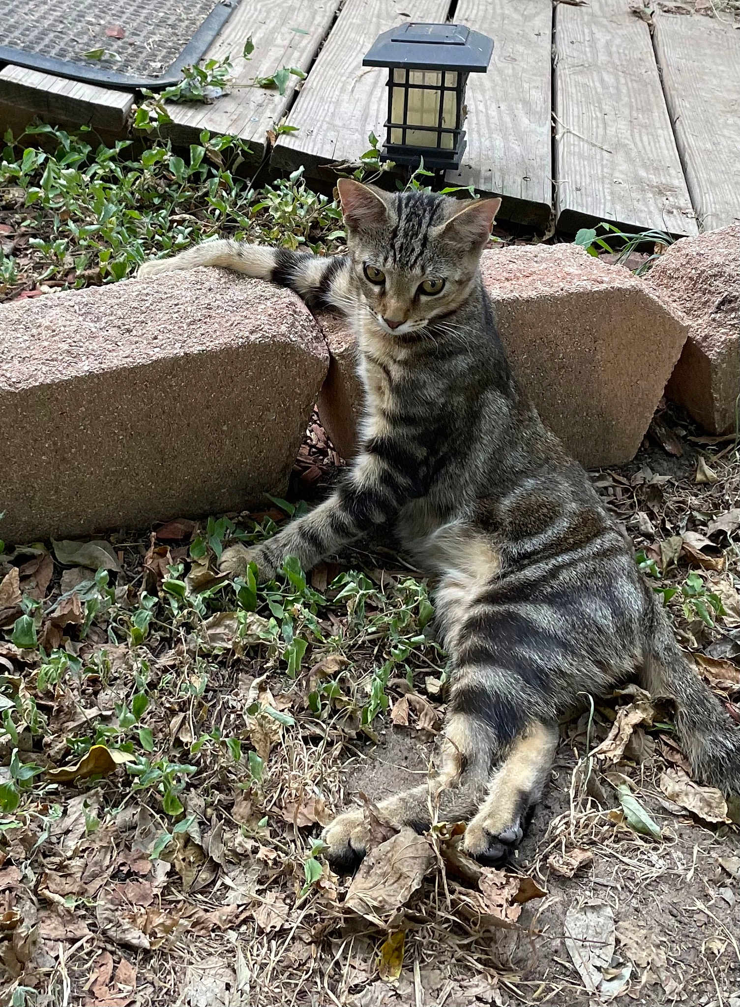 Mr Pearl. Aka Wild Thing