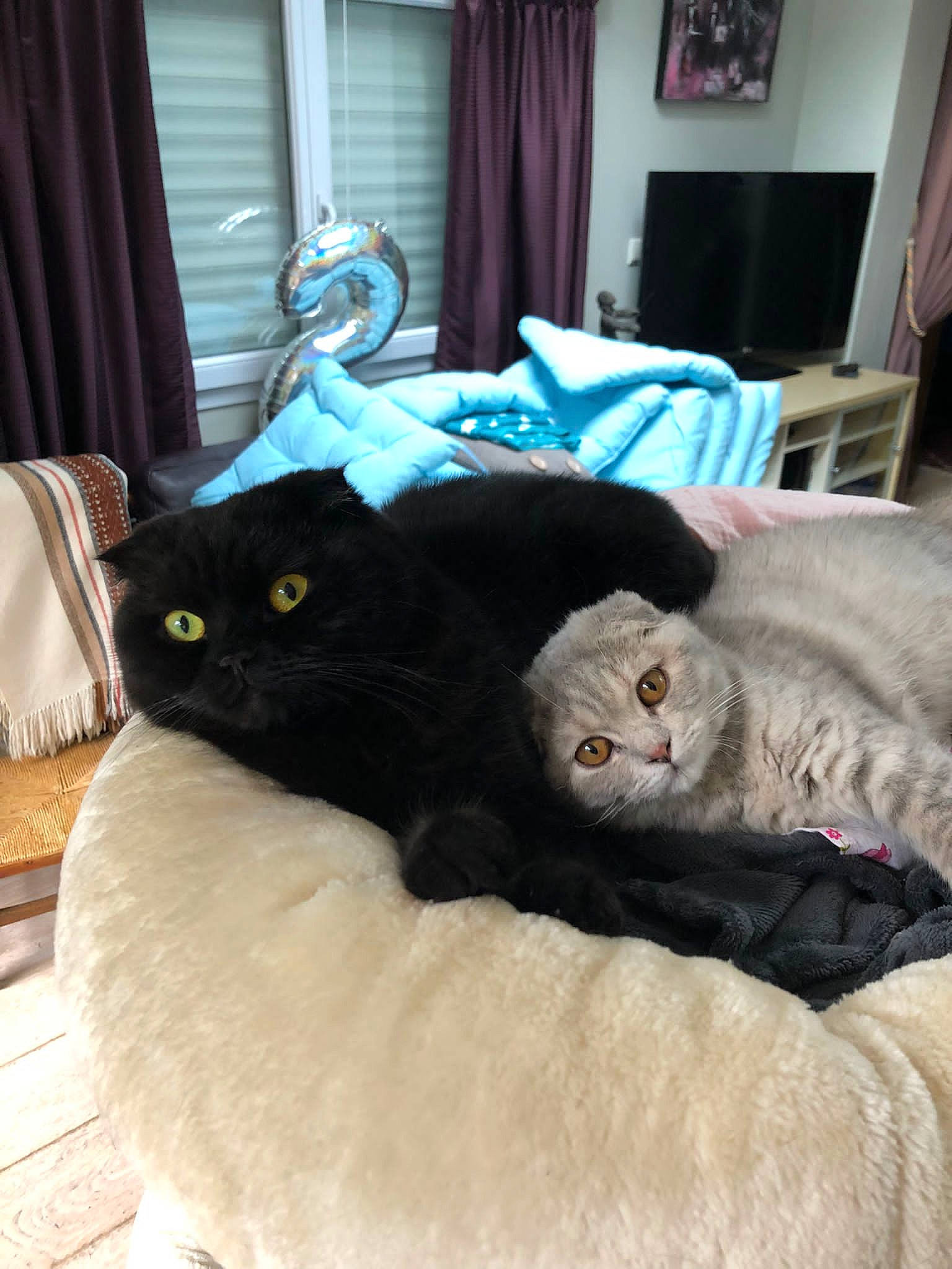 Arya Et Silver participe au concours pour gagner de l'argent avec cette photo : black_cat, carnivore, cat, comfort, couch, curtain, felidae, fur, furniture, grey, interior_design, lamp, linens, picture_frame, room, small_to_medium_sized_cats, tail, whiskers, window, wood