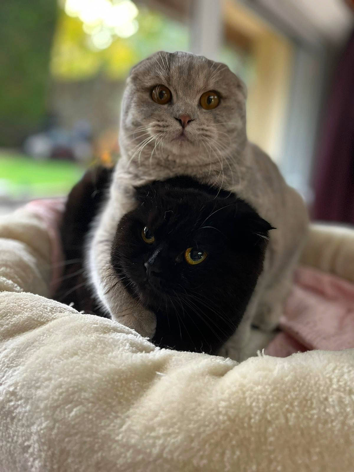 Arya Et Silver