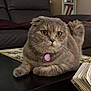 Silver participe au concours pour gagner de l'argent avec cette photo : cat, scottish_fold, gray_cat, pet, animal, indoor, living_room, couch, furniture, photo_album, book, whiskers, closeup, relaxed, cute, domestic_cat, fur, eyes, table, collar