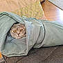 Silver participe au concours pour gagner de l'argent avec cette photo : cat, blanket, couch, cozy, fur, pet, animal, indoor, face, wrapped, soft, yellow_eyes, resting, home, wooden_floor, pillow, fabric, comfort, relax, cute