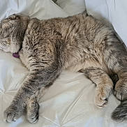 Silver participe au concours pour gagner de l'argent avec cette photo : cat, sleeping, fluffy, grey_cat, pet, animal, feline, resting, indoor, cozy, white_sheet, paw, tail, fur, cute, peaceful, relaxation, bed, domestic_animal, whiskers