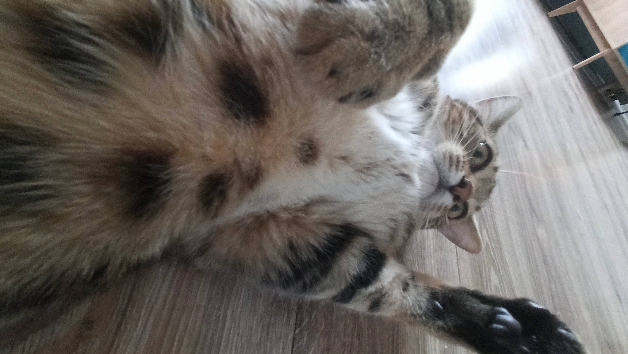 Symonss a rejoint le concours — aidez-le/la à gagner de superbes lots ! carnivore, cat, claw, domestic_short_haired_cat, felidae, flooring, fur, grey, hardwood, nap, paw, sleep, small_to_medium_sized_cats, snout, tail, terrestrial_animal, whiskers, wood