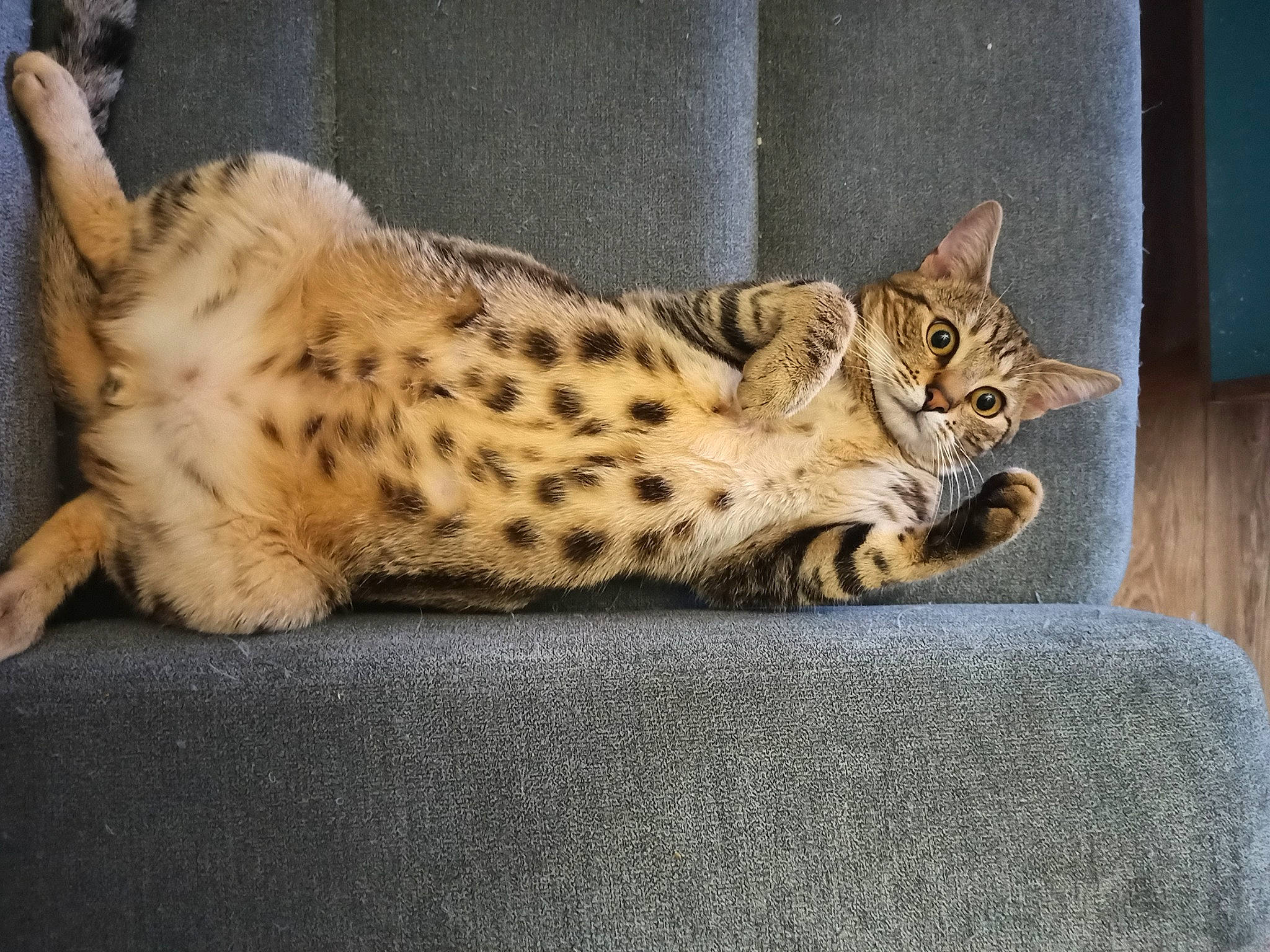 Symonss participe au concours pour gagner de l'argent avec cette photo : carnivore, cat, claw, comfort, domestic_short_haired_cat, fawn, felidae, fur, nap, paw, sitting, small_to_medium_sized_cats, snout, terrestrial_animal, whiskers, wildlife