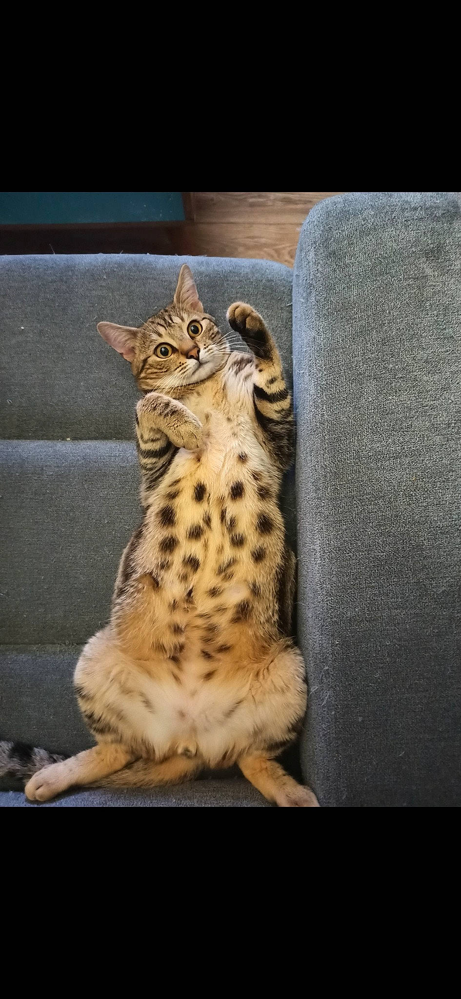 Symonss participe au concours pour gagner de l'argent avec cette photo : carnivore, cat, claw, domestic_short_haired_cat, door, eye, fawn, felidae, fur, paw, rectangle, small_to_medium_sized_cats, tail, terrestrial_animal, whiskers, window, wood