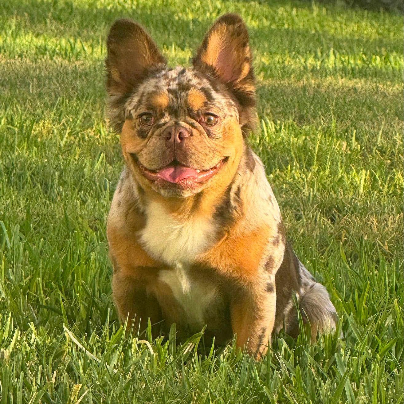 Milo
