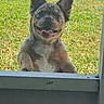 Milo is registered to the contest to win money with this photo: dog, french_bulldog, pet, animal, outdoor, grass, screen_door, smiling, tongue_out, ears_up, sunny, daylight, window, paw, happy, canine, nature, playful, closeup, background