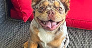 Milo is registered to the contest to win money with this photo: dog, smiling, happy, sitting, indoor, red_couch, cushions, furniture, pet, canine, ears, tongue, fur_pattern, floor_mat, closeup, portrait, animal, domestic_animal, companion, cute
