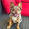 dog, smiling, happy, sitting, indoor, red_couch, cushions, furniture, pet, canine, ears, tongue, fur_pattern, floor_mat, closeup, portrait, animal, domestic_animal, companion, cute