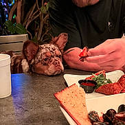 Milo is registered to the contest to win money with this photo: dog, table, food, person, tattoo, plate, dining, indoor, cup, appetizer, leafy_garnish, waiting, brown_dog, fur, ears, hand, meal, restaurant, focus, curious