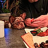 dog, table, food, person, tattoo, plate, dining, indoor, cup, appetizer, leafy_garnish, waiting, brown_dog, fur, ears, hand, meal, restaurant, focus, curious