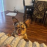 Milo joined the competition — help win amazing prizes! dog, cat, indoor, floor, blanket, furniture, chair, table, animal, pet, wood_floor, home, curious, ears, tongue, patterned_chair, cozy, resting_cat, hand, blanket_texture