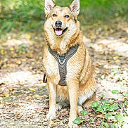 Louky participe au concours pour gagner de l'argent avec cette photo : dog, canine, pet, sitting, smiling, happy, pointy_ears, open_mouth, harness, brown_fur, tan_fur, animal_portrait, outdoors, forest, woodland, nature, leafy_background, dirt_path, fallen_leaves, natural_light