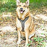 dog, canine, pet, sitting, smiling, happy, pointy_ears, open_mouth, harness, brown_fur, tan_fur, animal_portrait, outdoors, forest, woodland, nature, leafy_background, dirt_path, fallen_leaves, natural_light