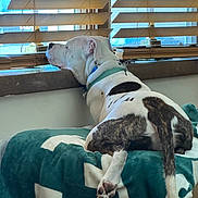Calliope Rose is registered to the contest to win money with this photo: animal, blanket, blinds, brown, collar, comfort, curious, daylight, dog, fur, indoor, looking_outside, paw, pet, relaxation, resting, side_view, tail, white, window