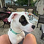 animal, backyard, calm, collar, daytime, dog, fence, knees, nature, outdoor, patio, person, pet, relaxing, residential_area, table, tree, white_dog, wicker_chair, wooden_deck