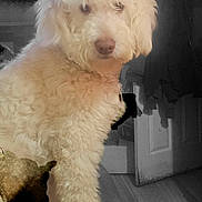 Milo is registered to the contest to win money with this photo: dog, indoor, curly_fur, cream_color, pet, animal, door, clothing, floor, wood_floor, shadow, calm, looking_away, furry, domestic, companion, household, curled_fur, medium_sized_dog, portrait