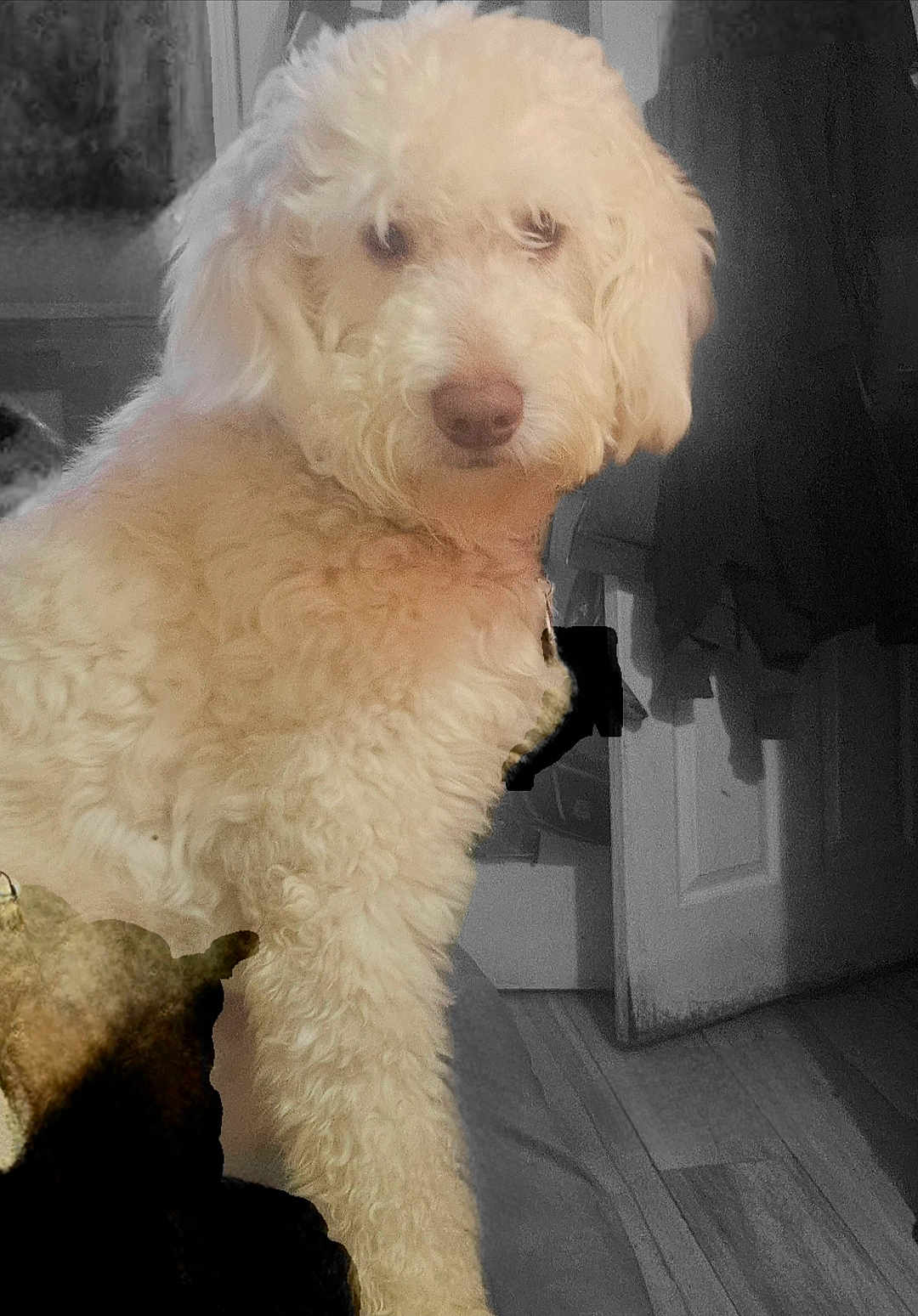 Milo is registered to the contest to win money with this photo: dog, indoor, curly_fur, cream_color, pet, animal, door, clothing, floor, wood_floor, shadow, calm, looking_away, furry, domestic, companion, household, curled_fur, medium_sized_dog, portrait