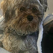 Gunner is registered to the contest to win money with this photo: dog, wet_fur, blanket, cozy, curious, pet, close_up, indoors, furry, small_dog, brown_fur, black_nose, snout, sitting, messy_fur, animal, companion, cute, home, soft_texture