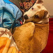 Thémis a rejoint le concours — aidez-le/la à gagner de superbes lots ! animal, blanket, brown_and_white_dog, colorful_blankets, comfortable, companion, couch, cozy, curious, dog, domestic, fur, indoor, looking_back, pet, relaxed, resting, snuggled, soft_texture, warm