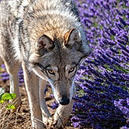 Toundra a rejoint le concours — aidez-le/la à gagner de superbes lots ! animal, canine, closeup, daylight, field, flora, fur, ground, intense_gaze, lavender, mammal, natural_habitat, nature, outdoor, predator, purple_flowers, walking, wild, wildlife, wolf