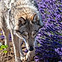 animal, canine, closeup, daylight, field, flora, fur, ground, intense_gaze, lavender, mammal, natural_habitat, nature, outdoor, predator, purple_flowers, walking, wild, wildlife, wolf