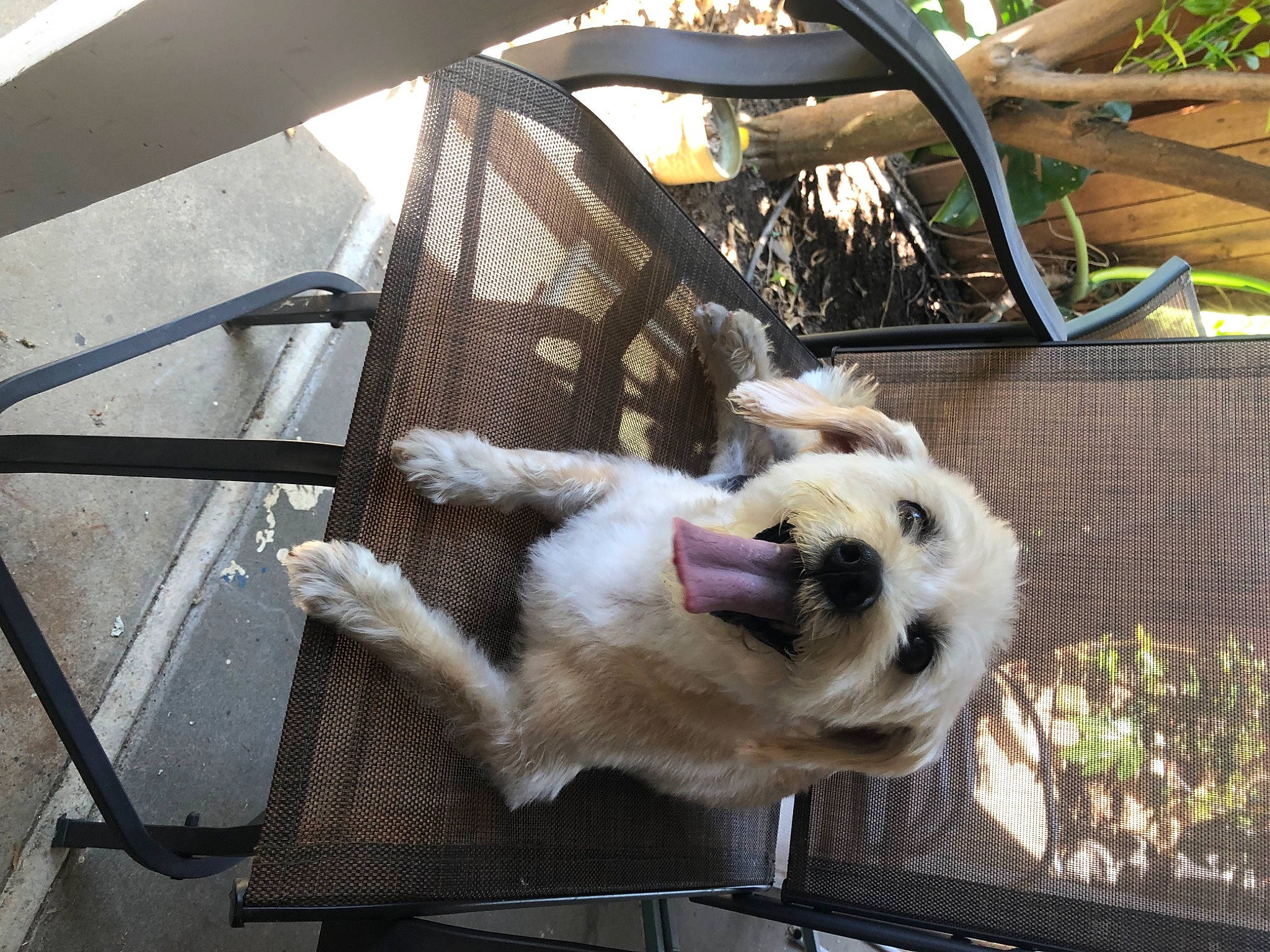 Charlie is registered to the contest to win money with this photo: animal_shelter, canidae, carnivore, chair, collar, companion_dog, dog, dog_breed, fawn, fur, metal, pet_supply, snout, sporting_group, vehicle_door, working_animal