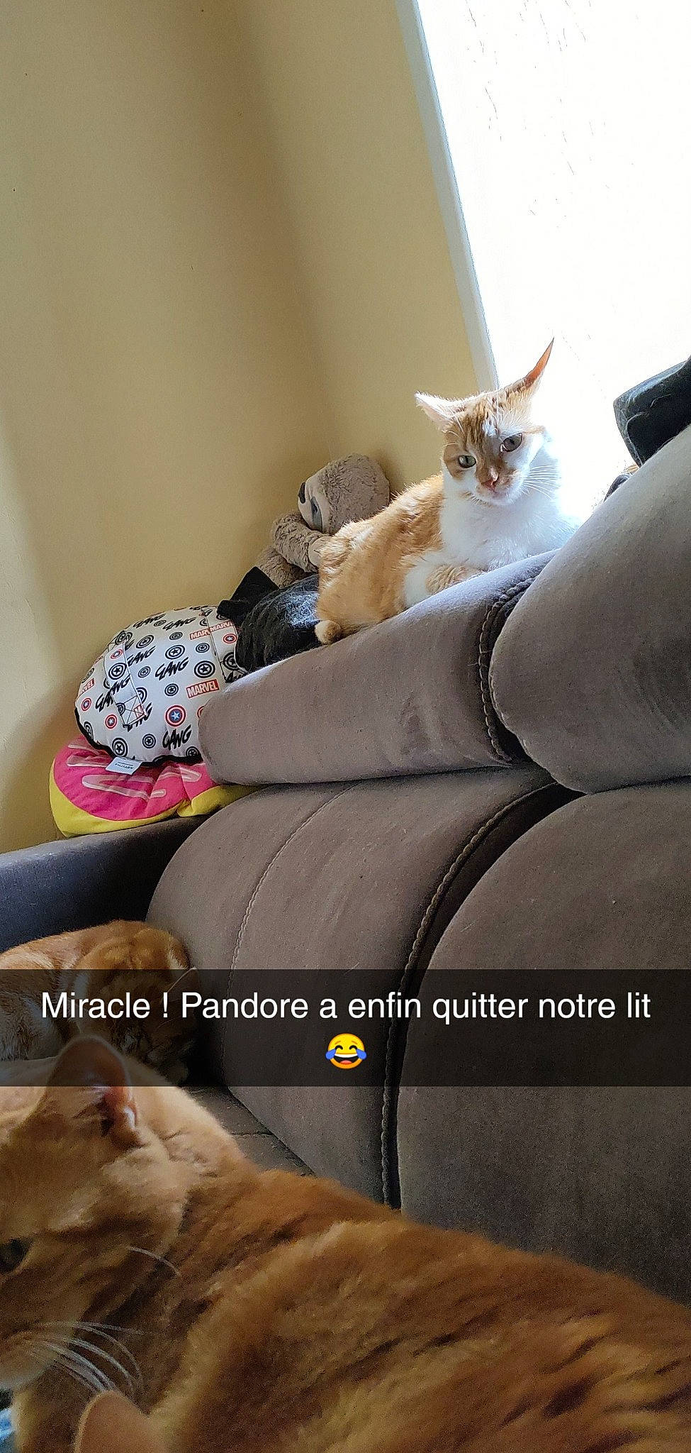Pandore participe au concours pour gagner de l'argent avec cette photo : bedding, carnivore, cat, comfort, companion_dog, couch, felidae, flooring, font, fur, furniture, grey, hardwood, linens, mammal, room, sitting, small_to_medium_sized_cats, whiskers, wood